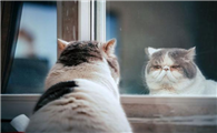 宠物猫吐了是怎么回事
