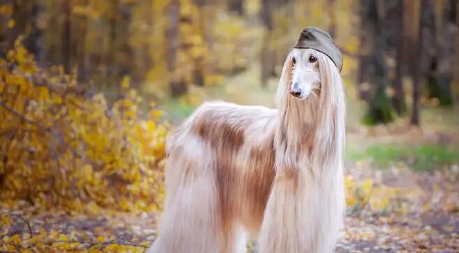 阿富汗猎犬什么颜色最贵 阿富汗猎犬什么颜色最贵