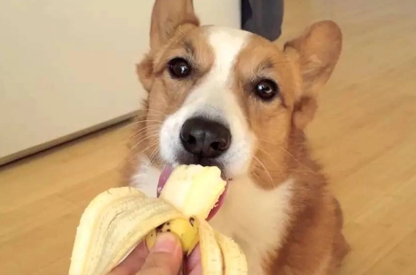 狗狗能不能吃香蕉