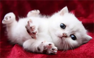 刚出生的小猫要怎么养