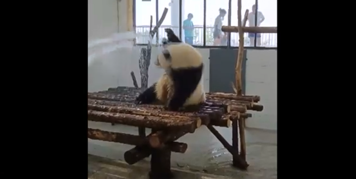 快乐到起飞！大熊猫炎炎夏日里淋浴，开心到跳起“水草舞”