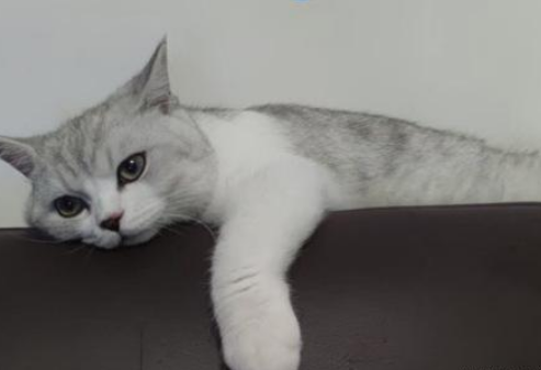 家有挑食喵？馋不腻猫粮了解一下！