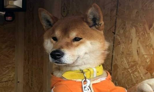主人雇不到员工卖地瓜,最后找柴犬当老板,狗狗:但我不会找钱 主人雇不到员工卖地瓜,最后找柴犬当老板,狗狗:但我不会找钱