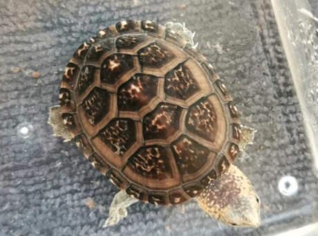 哥伦比亚泥龟腐皮怎么治?方法其实很简单! 哥伦比亚泥龟腐皮怎么治?方法其实很简单!