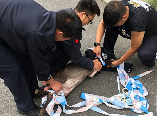 新龙公安成功救助一只国家二级保护动物——毛冠鹿 新龙公安成功救助一只国家二级保护动物——毛冠鹿