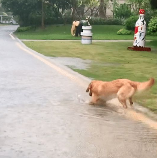 暴雨导致道路被淹,金毛持证上岗开始疏通下水道… 暴雨导致道路被淹,金毛持证上岗开始疏通下水道…