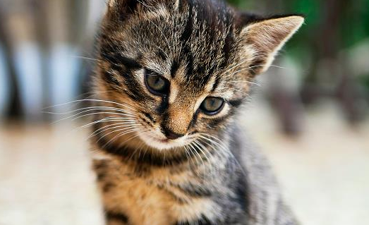 猫能不能喝奶茶上的奶盖