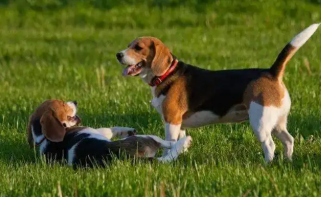 善解人意、情感丰富的米格鲁猎犬,你想养一只吗? 善解人意、情感丰富的米格鲁猎犬,你想养一只吗?