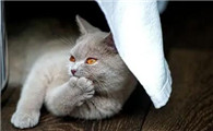 猫鼻头是干的怎么办