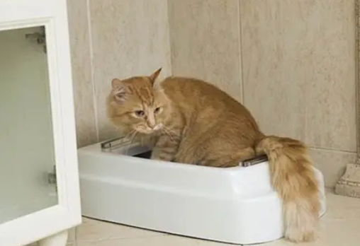 猫咪拉肚子了吃什么药 猫咪拉肚子了吃什么药
