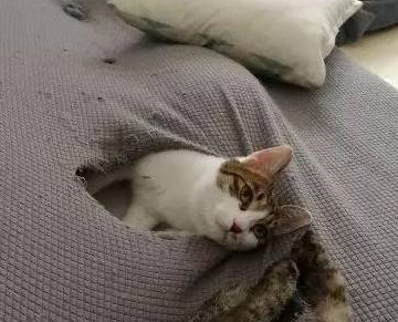 养猫是条不归路:一封来自铲屎官的反悔书,这猫不想养了 养猫是条不归路:一封来自铲屎官的反悔书,这猫不想养了