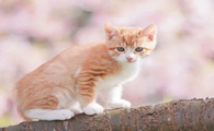 猫咪吐出黄黄的东西