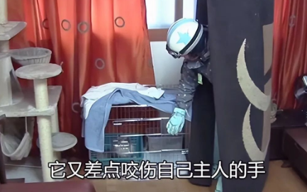 母猫突然开始攻击主人,问了兽医才知道,原来不能随便挪动小奶猫 母猫突然开始攻击主人,问了兽医才知道,原来不能随便挪动小奶猫