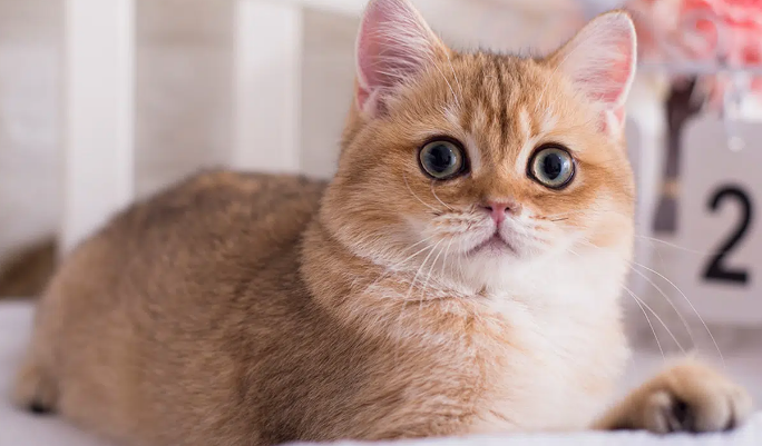 猫一直张嘴呼吸特别急促心脏跳的很快