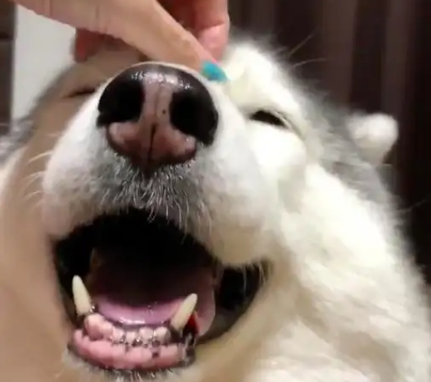狗为什么不让摸鼻子