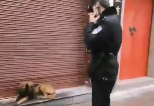 流浪犬逆袭成警犬,从此走上“狗生巅峰”! 流浪犬逆袭成警犬,从此走上“狗生巅峰”!