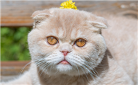 猫咪到了新环境晚上一直叫怎么回事
