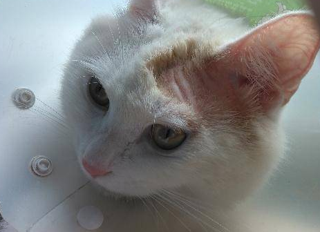 猫咪脱了一撮毛但无癣 猫咪脱了一撮毛但无癣