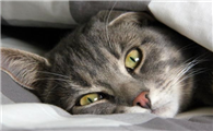 猫咪惊恐害怕时流口水怎么回事