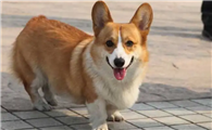 养柯基犬最大的忌讳