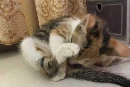 猫大便里面有血是怎么回事啊?