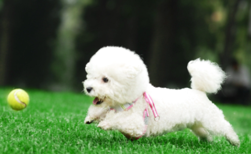 得了狂犬病毒的狗狗多久会死