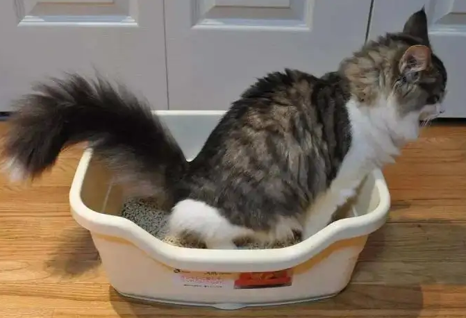 公猫母猫能用一个猫砂盆吗 公猫母猫能用一个猫砂盆吗