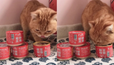 毛星球主食罐怎么样 毛星球主食罐怎么样