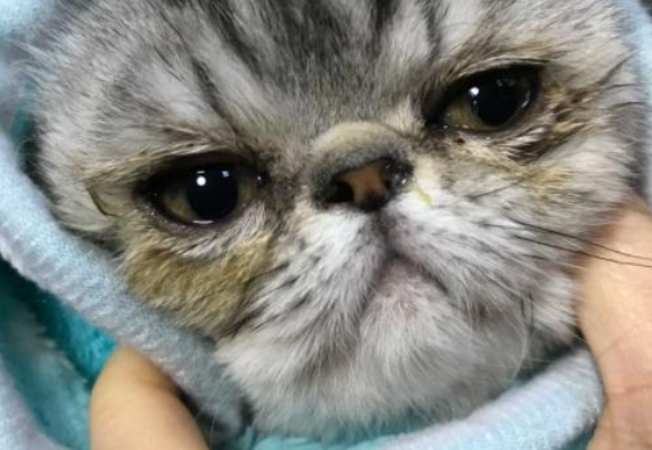 猫咪鼻屎眼屎多是什么原因 猫咪鼻屎眼屎多是什么原因
