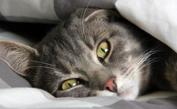 猫咪惊恐害怕时流口水怎么回事 猫咪惊恐害怕时流口水怎么回事