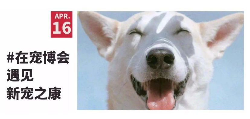 走出去的川企——新宠之康宠博会感恩回馈 走出去的川企——新宠之康宠博会感恩回馈