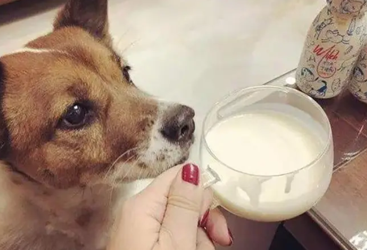 狗狗喝木糖醇酸奶以后会有什么症状 狗狗喝木糖醇酸奶以后会有什么症状