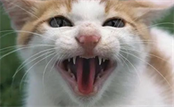 猫咪牙齿太尖了可以剪短吗