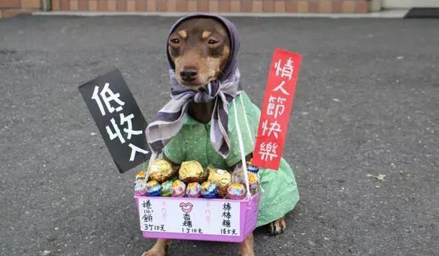 台湾一只狗狗帮主人摆摊卖粽子，竟然成了网红