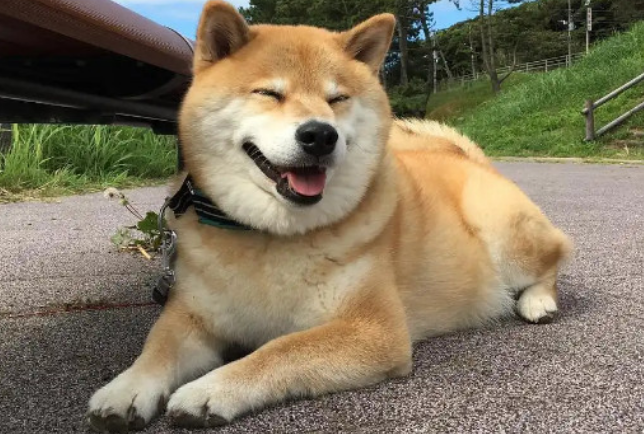 柴犬被主人打后会记仇吗