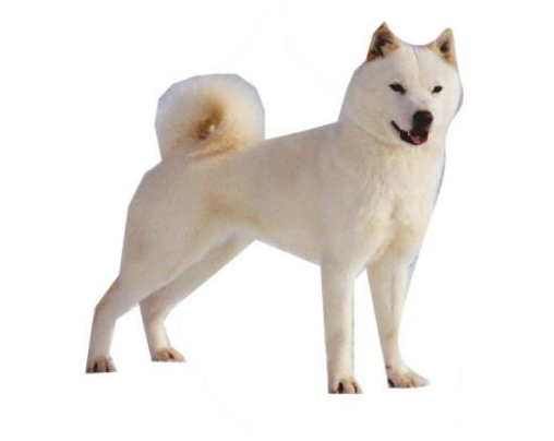 北海道犬、甲斐犬、四国犬，除了阿柴还应该知道的霓虹汪星人