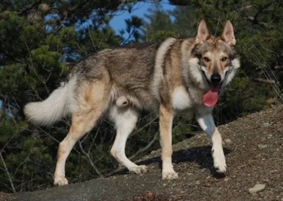 捷克狼犬适合女生吗 捷克狼犬适合女生吗