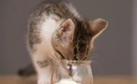 猫可以吃人类的酸奶吗