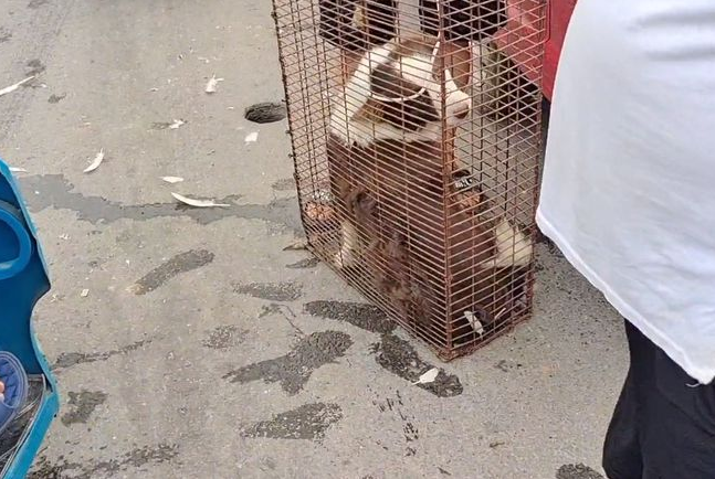 650块,漂亮咖啡色边牧还是进了笼,狗主:它吃得比俺俩还好! 650块,漂亮咖啡色边牧还是进了笼,狗主:它吃得比俺俩还好!