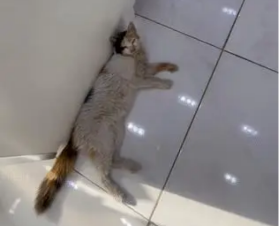 四十摄氏度高温下,中暑流浪猫敲门寻求帮助,结局超暖心 四十摄氏度高温下,中暑流浪猫敲门寻求帮助,结局超暖心