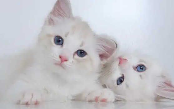 小猫只喝奶能拉出来屎吗 小猫只喝奶能拉出来屎吗