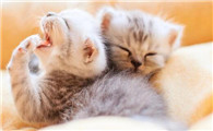猫咪不打疫苗会怎样