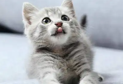 猫咪可以吃蛋糕吗为什么