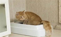 猫咪拉肚子了吃什么药