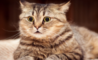 猫拉不出尿怎么解决