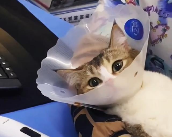 男子带猫做绝育后猫怀孕了是怎么回事 男子带猫做绝育后猫怀孕了是怎么回事
