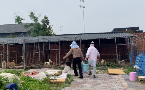 基地被恶意断水断电,几百只流浪狗无饭可吃,它们急需救命粮! 基地被恶意断水断电,几百只流浪狗无饭可吃,它们急需救命粮!