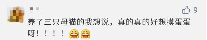 我家猫是个“露蛋狂魔”,现场已经控住不住了··· 我家猫是个“露蛋狂魔”,现场已经控住不住了···