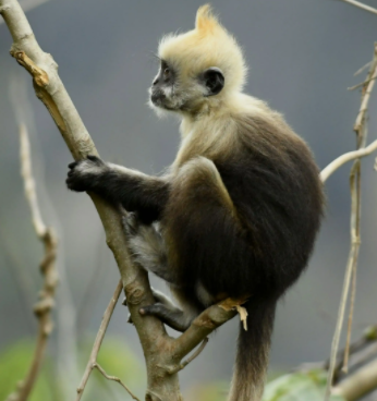 十分挑食的印尼叶猴,面临严重的生存危机!