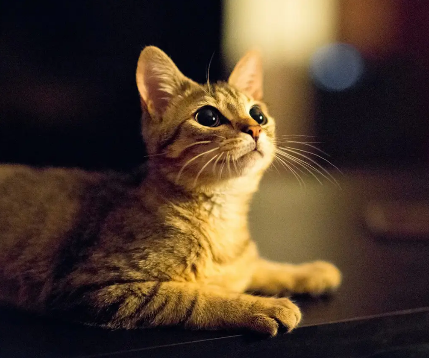 猫藓快好了是什么样子的